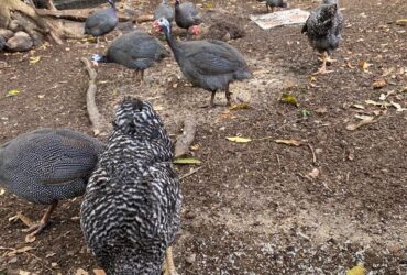 Privé : Vente de poules/pintades/canards
