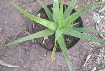 ALOE VERA