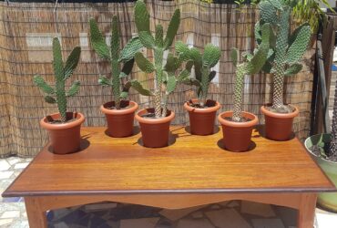 Privé : Vend cactus