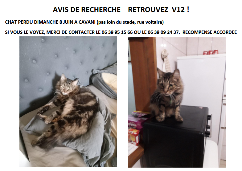 CHAT PERDU DIMANCHE 8 JUIN A CAVANI (pas loin du stade, rue voltaire)